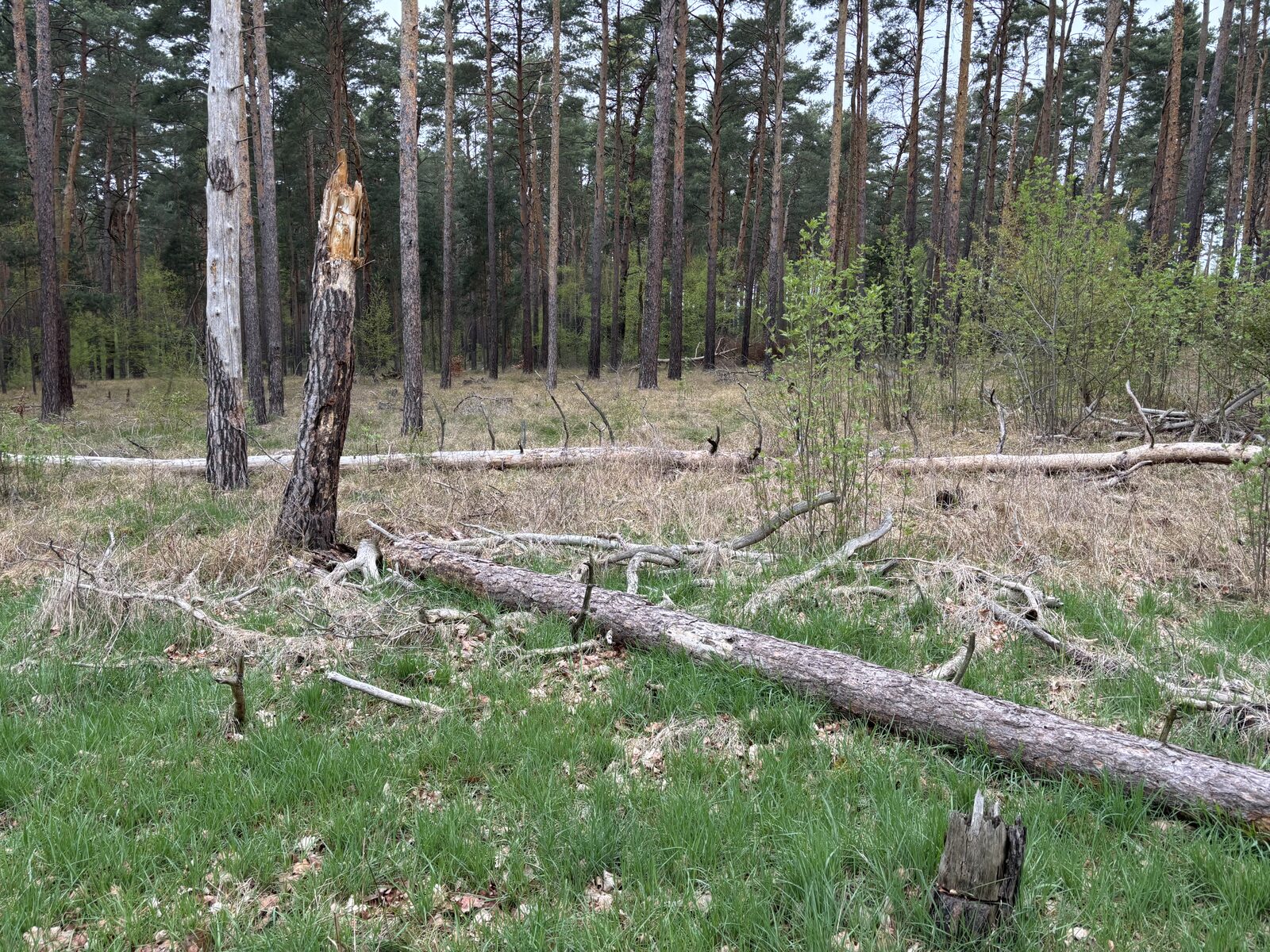 Projektfläche in Südbrandenburg: durch Borkenkäfer und Trockenheit abgestorbene Kiefern und großflächiges Totholz