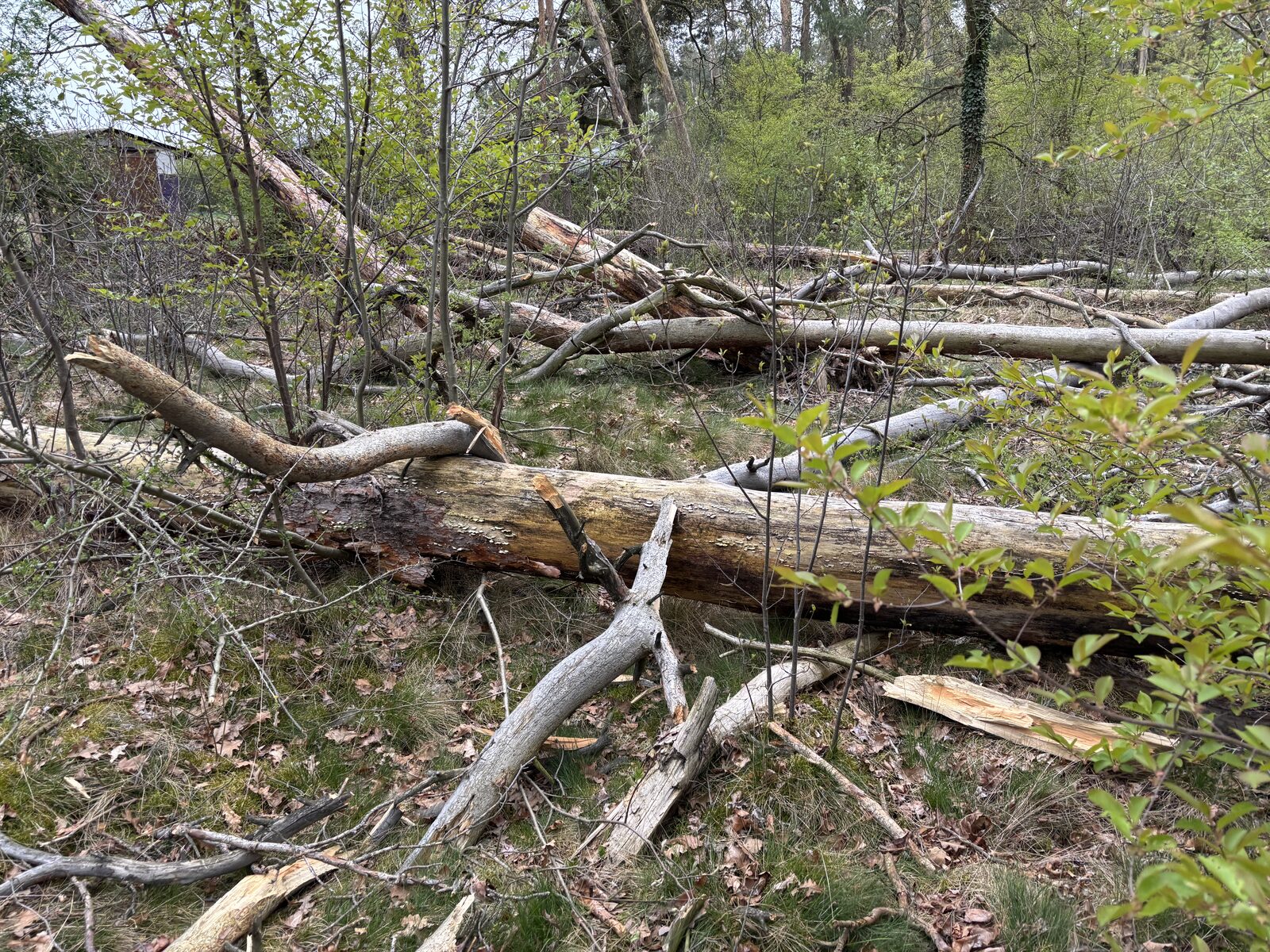 Durch Borkenkäfer und Trockenheit abgestorbene und umgestürzte Kiefern auf der Projektfläche in Südbrandenburg